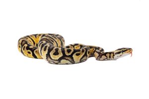 Python regius, pastel yellow belly gravel het. clown